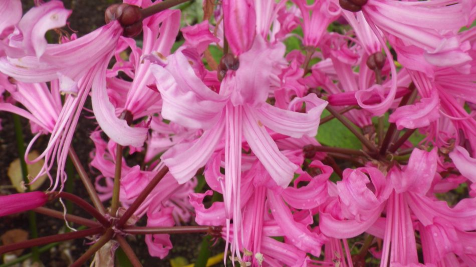 2017-10-07 13 Norwich Group at Hempnall.jpg