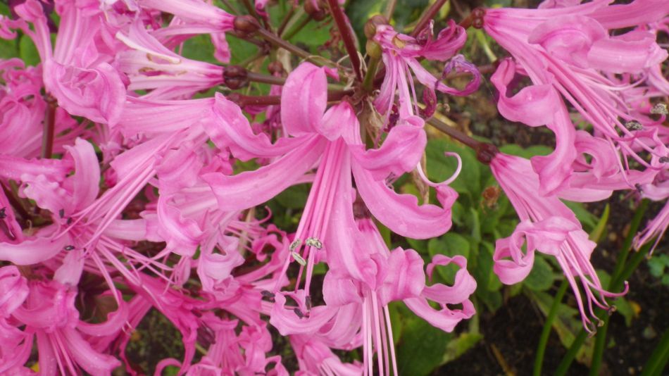 2017-10-07 14 Norwich Group at Hempnall.jpg