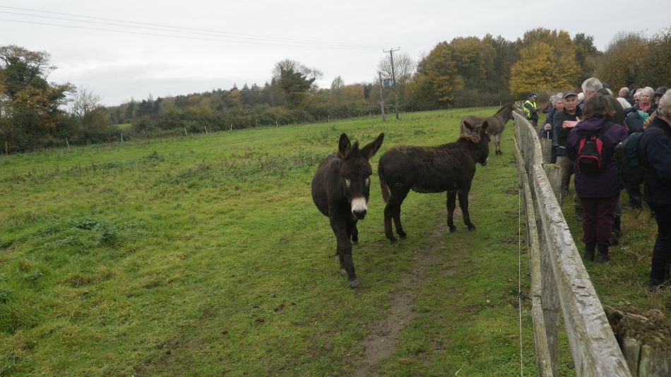 2017-11-09 11 Wensum Group at Bergh Apton.jpg