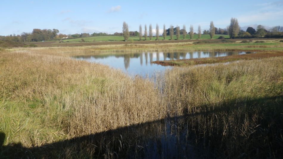 2020-09-10 11 Levington.jpg