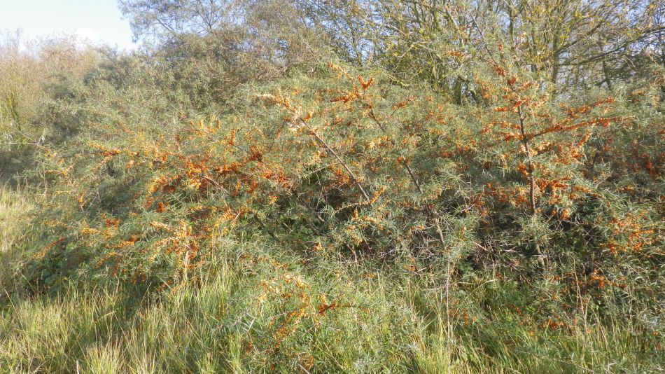 2020-09-10 14 Levington.jpg