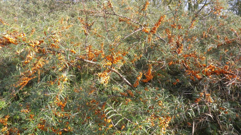 2020-09-10 15 Levington.jpg