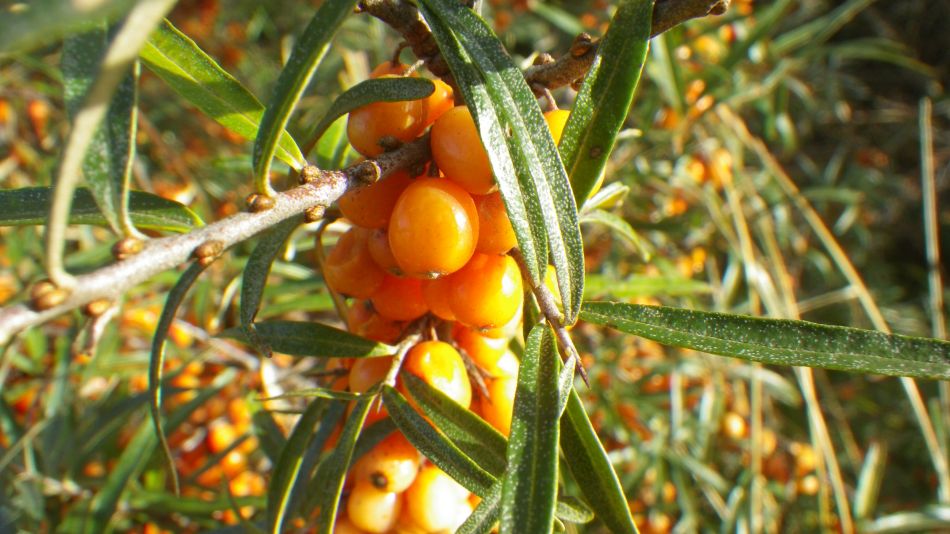 2020-09-10 16 Levington.jpg