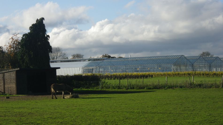 2020-09-10 26 Levington.jpg