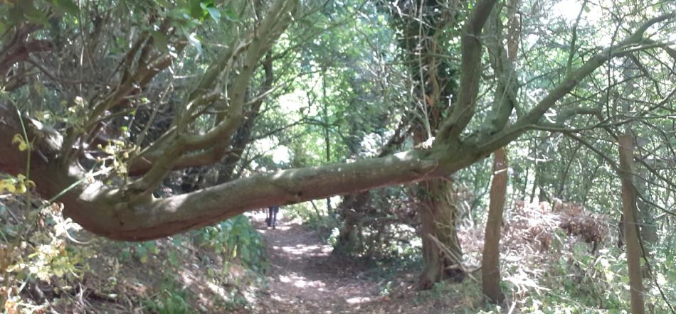 2022-07-14 21 Angles Way 17 - Bigod Way and Bath Hills.jpg