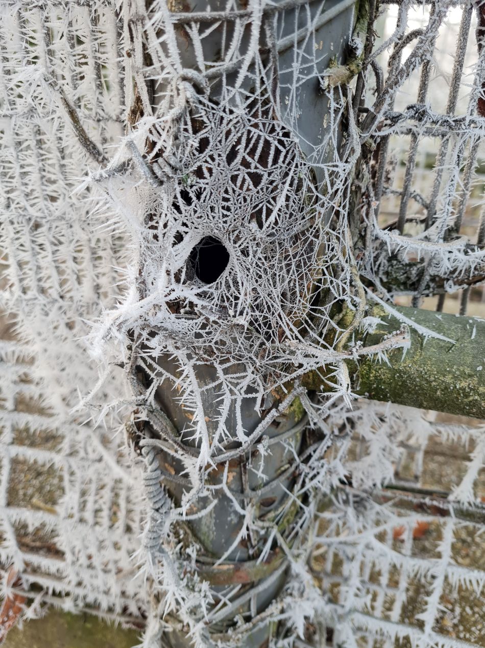 2022-12-11 02 Shoe Devil and Fen Farm.jpg