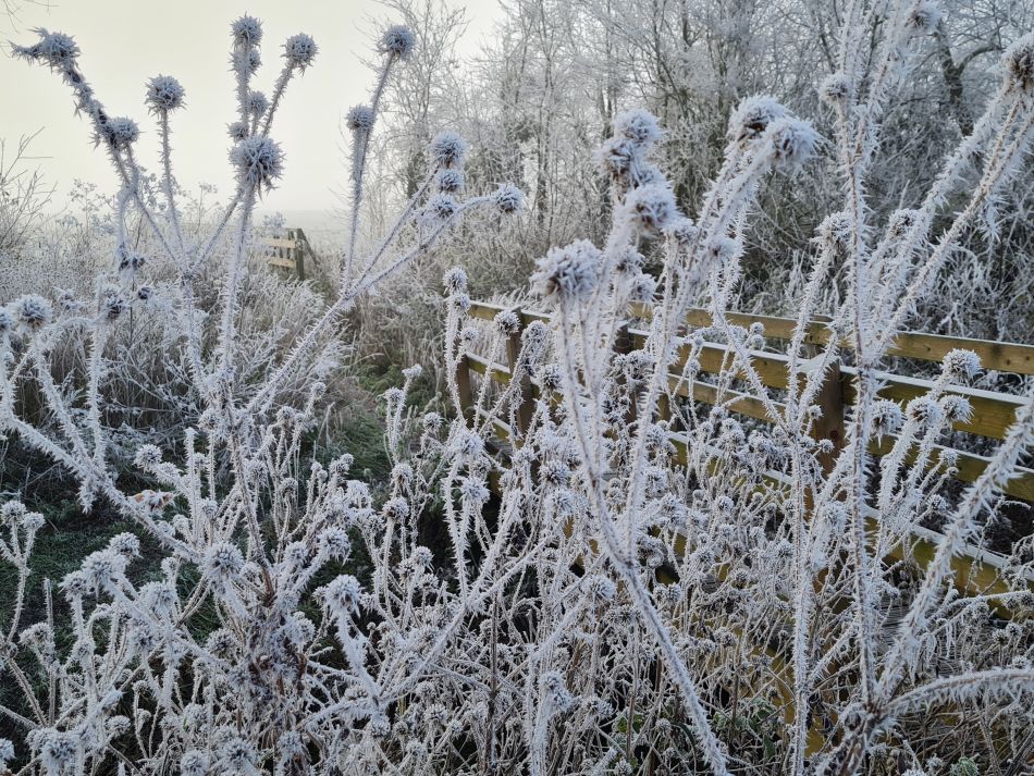 2022-12-11 06 Shoe Devil and Fen Farm.jpg