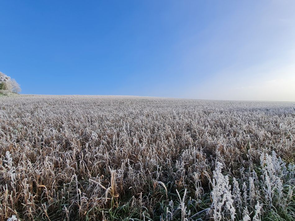 2022-12-11 10 Shoe Devil and Fen Farm.jpg