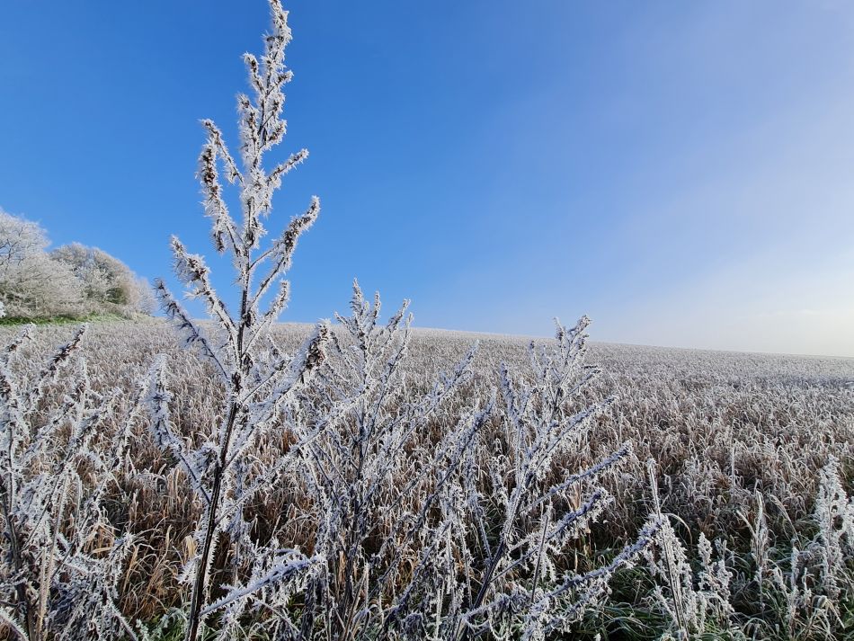 2022-12-11 11 Shoe Devil and Fen Farm.jpg