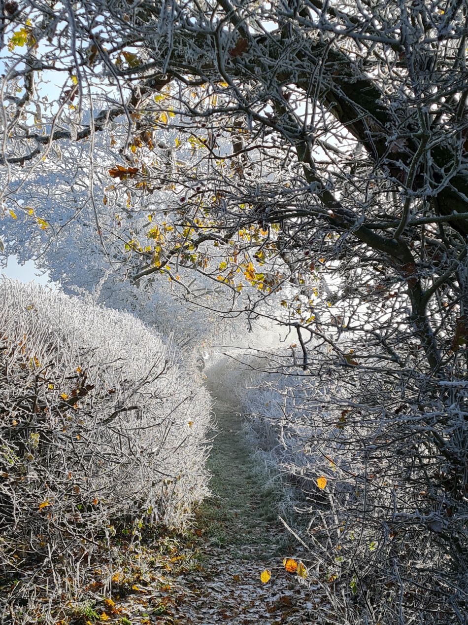 2022-12-11 23 Shoe Devil and Fen Farm.jpg