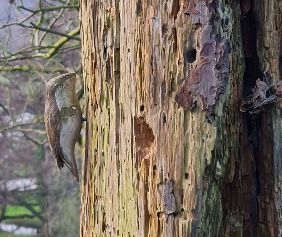 2024-01-03 15 Bigod Way and Bath Hills.jpg