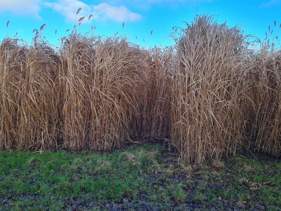 2024-01-03 17 Bigod Way and Bath Hills.jpg