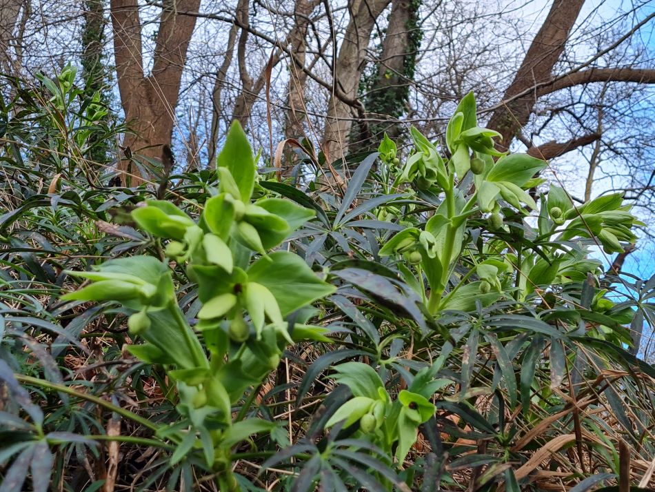 2024-01-03 22 Bigod Way and Bath Hills.jpg