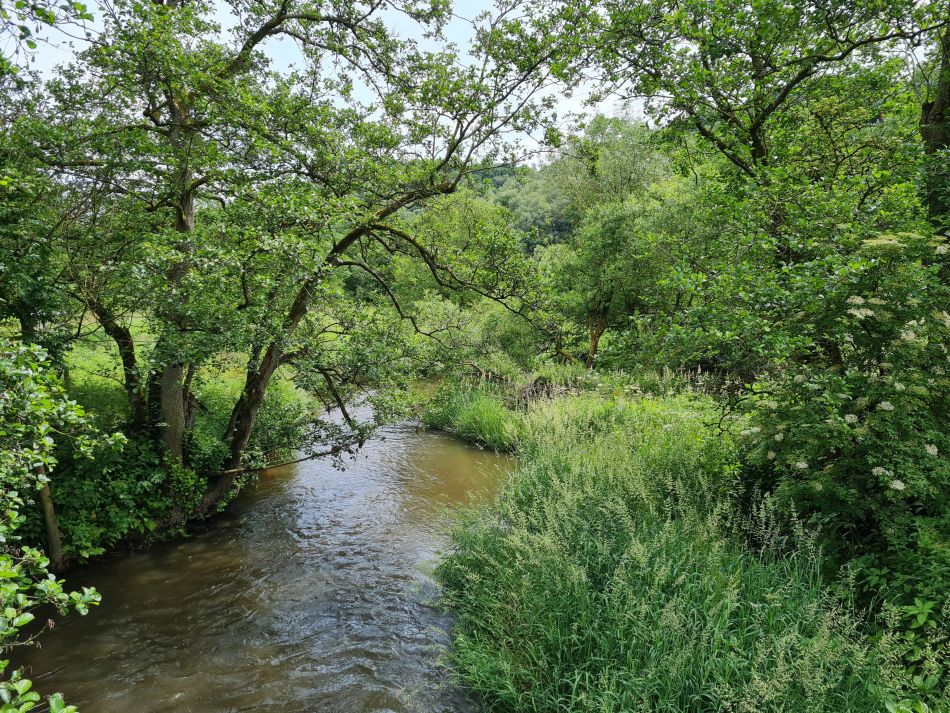 2021-07-05 02 RSPB Consall Nature Park.jpg