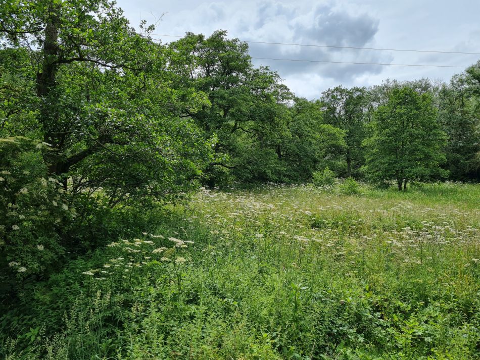 2021-07-05 03 RSPB Consall Nature Park.jpg