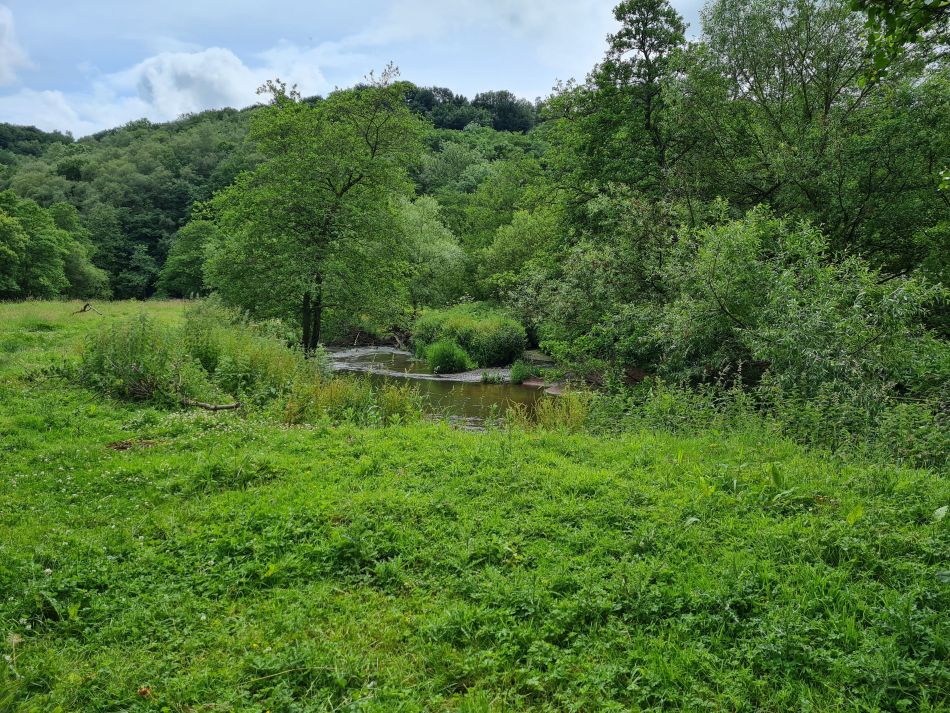 2021-07-05 05 RSPB Consall Nature Park.jpg