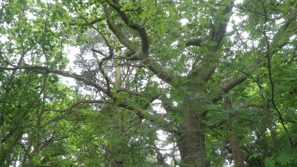 2017-05-31 04 Blythburgh Area.jpg