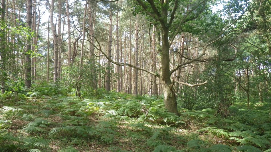 2017-08-19 07 Blythburgh and Southwold.jpg