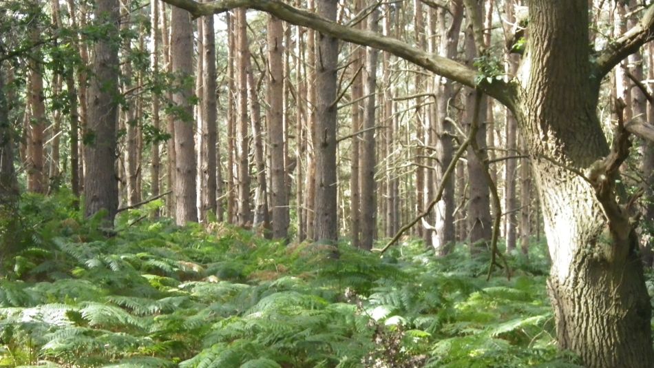 2017-08-19 08 Blythburgh and Southwold.jpg