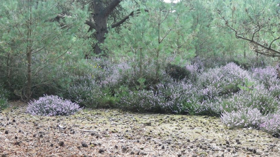 2017-08-19 10 Blythburgh and Southwold.jpg