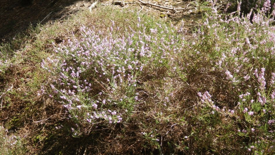 2017-08-19 11 Blythburgh and Southwold.jpg