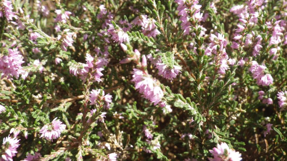 2017-08-19 12 Blythburgh and Southwold.jpg