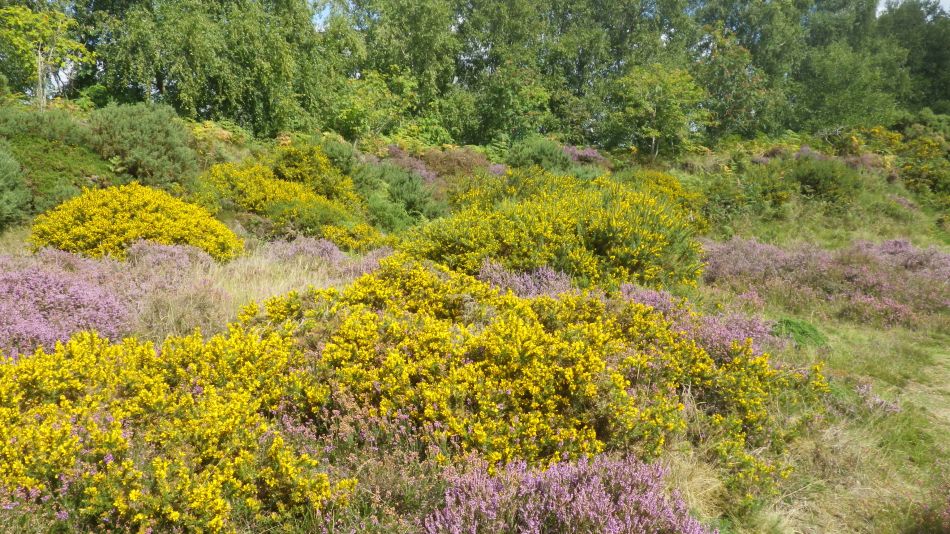 2017-08-19 13 Blythburgh and Southwold.jpg