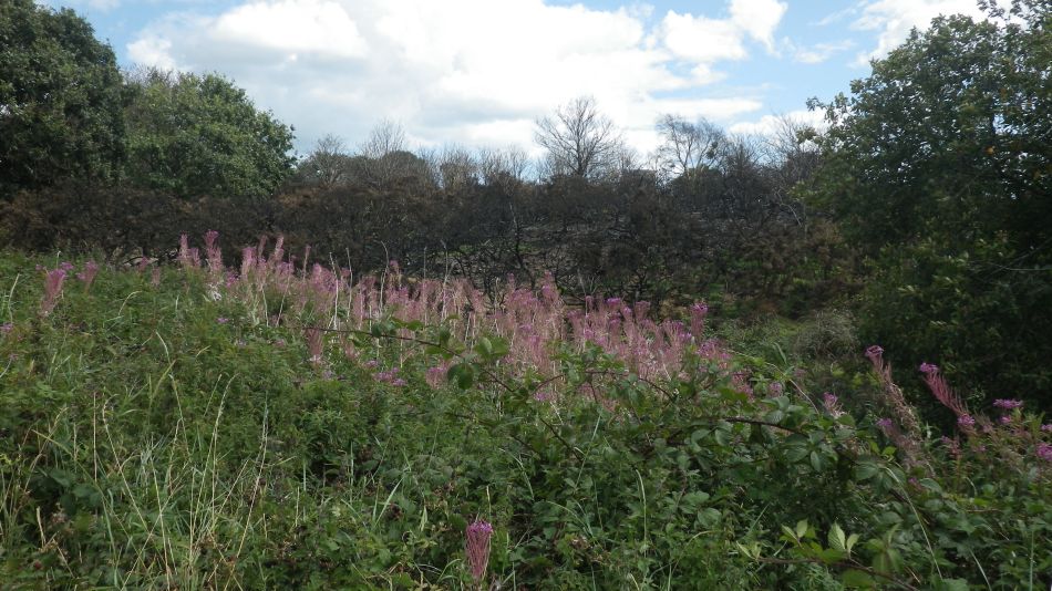 2017-08-19 18 Blythburgh and Southwold.jpg