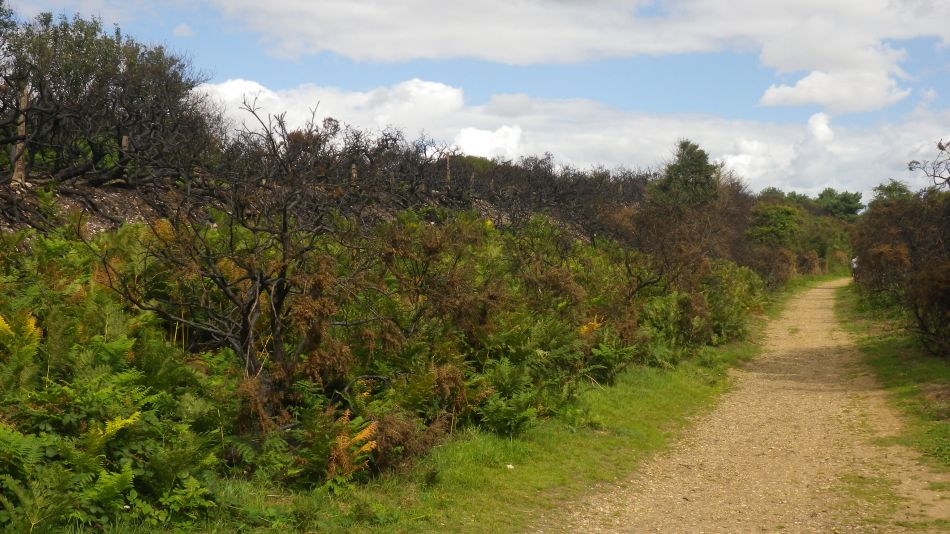 2017-08-19 19 Blythburgh and Southwold.jpg