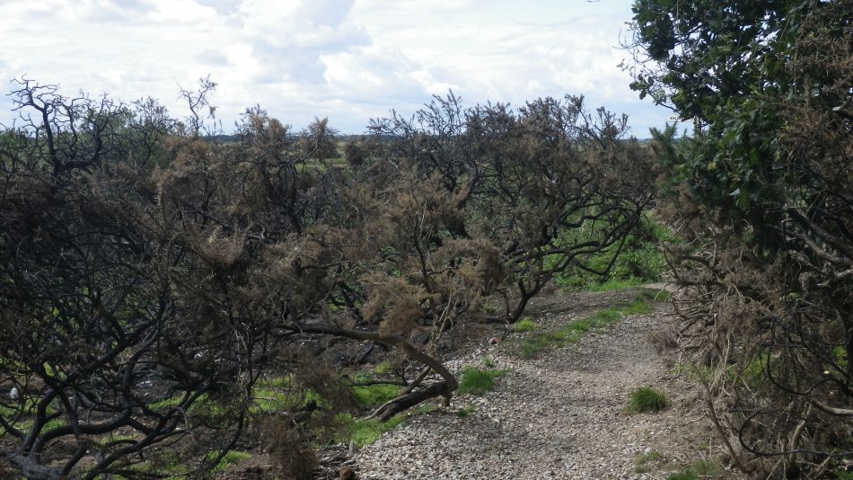 2017-08-19 20 Blythburgh and Southwold.jpg