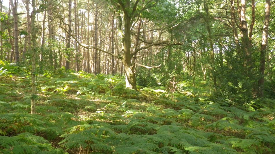 2017-09-03 04 Blythburgh to Walberswick.jpg
