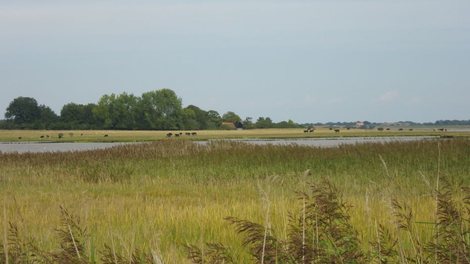 2017-09-03 13 Blythburgh to Walberswick.jpg