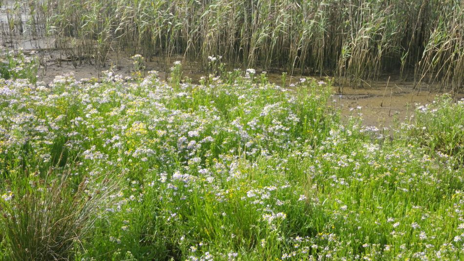 2017-09-03 18 Blythburgh to Walberswick.jpg