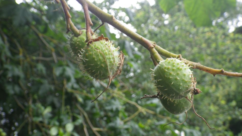 2019-06-26 04 Hippocastanum carnea.jpg