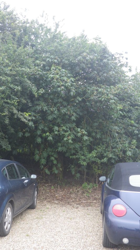 2019-06-26 05 Hippocastanum carnea.jpg