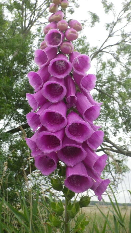 2019-06-26 08 Blythburgh 4.6.jpg