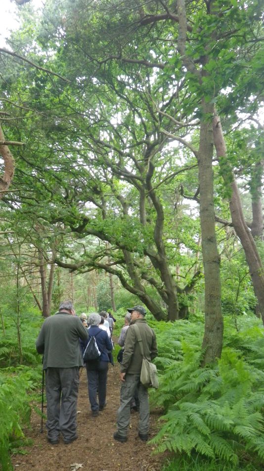 2019-06-26 10 Blythburgh 4.6.jpg