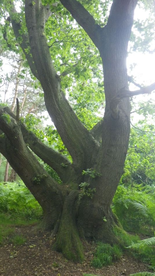 2019-06-26 11 Blythburgh 4.6.jpg