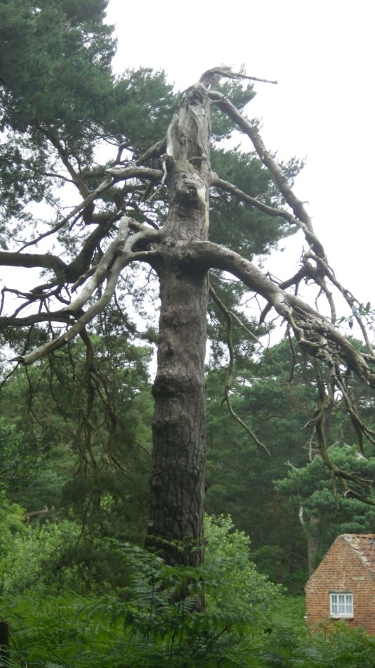 2019-06-26 12 Blythburgh 4.6.jpg