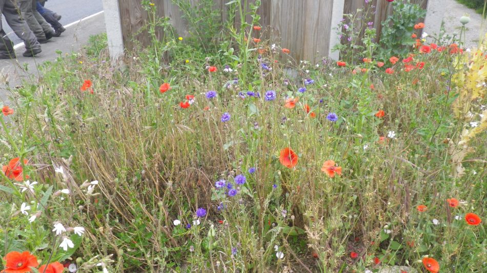 2019-06-26 16 Blythburgh 4.6.jpg