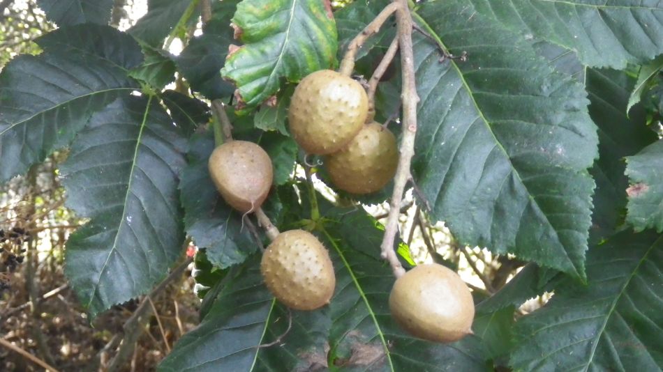 2019-08-31 11 Blythburgh and Walberswick.jpg