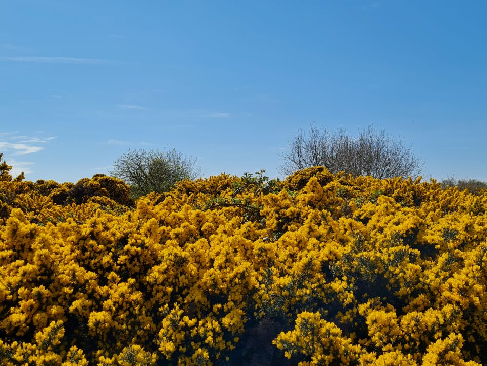 2022-04-20 10 Blythburgh and Walberswick.jpg