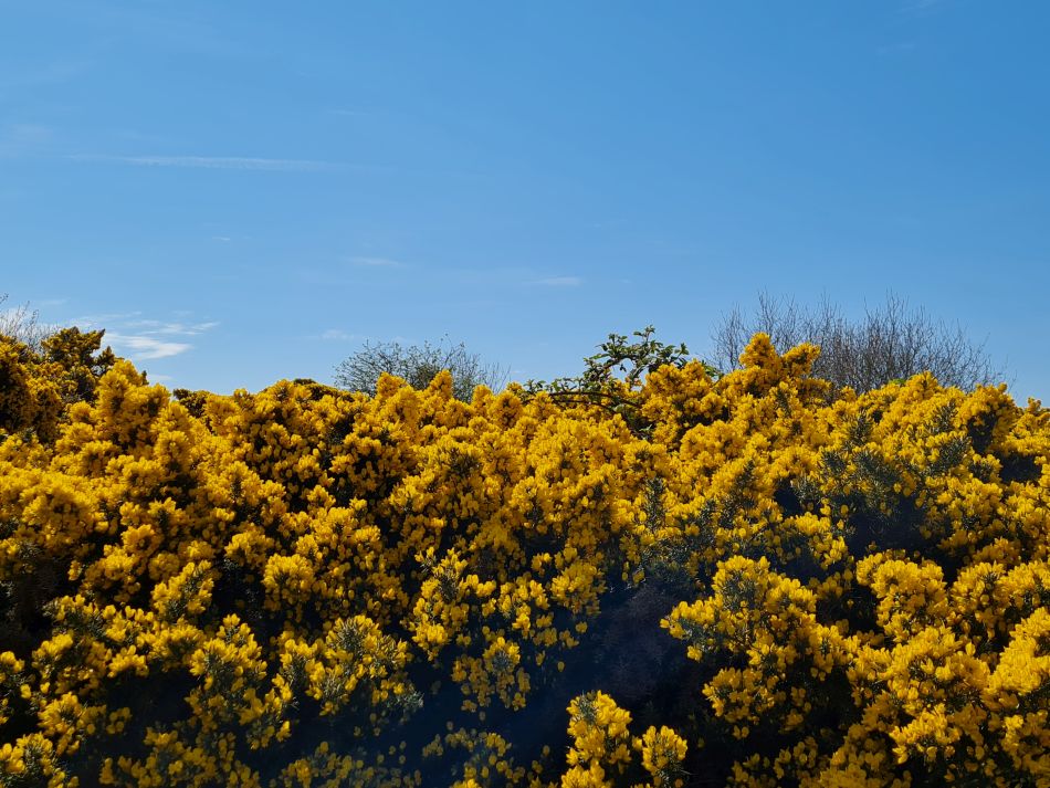 2022-04-20 11 Blythburgh and Walberswick.jpg