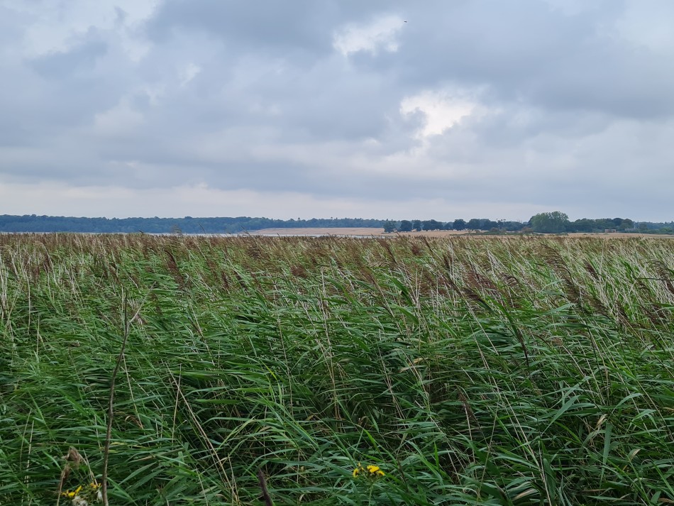 2022-08-17 18 Blythburgh.jpg