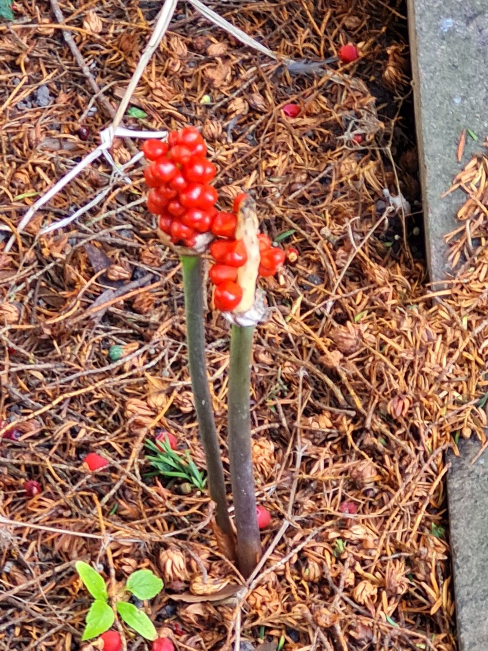 2022-09-20 58 Pewsey Downs.jpg