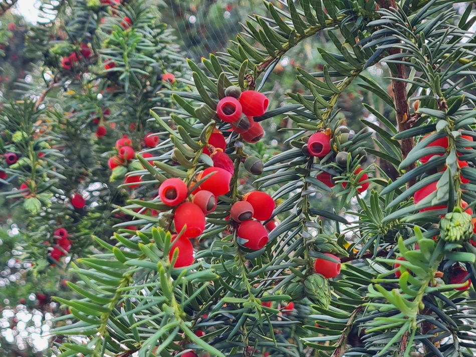 2022-09-20 59 Pewsey Downs.jpg