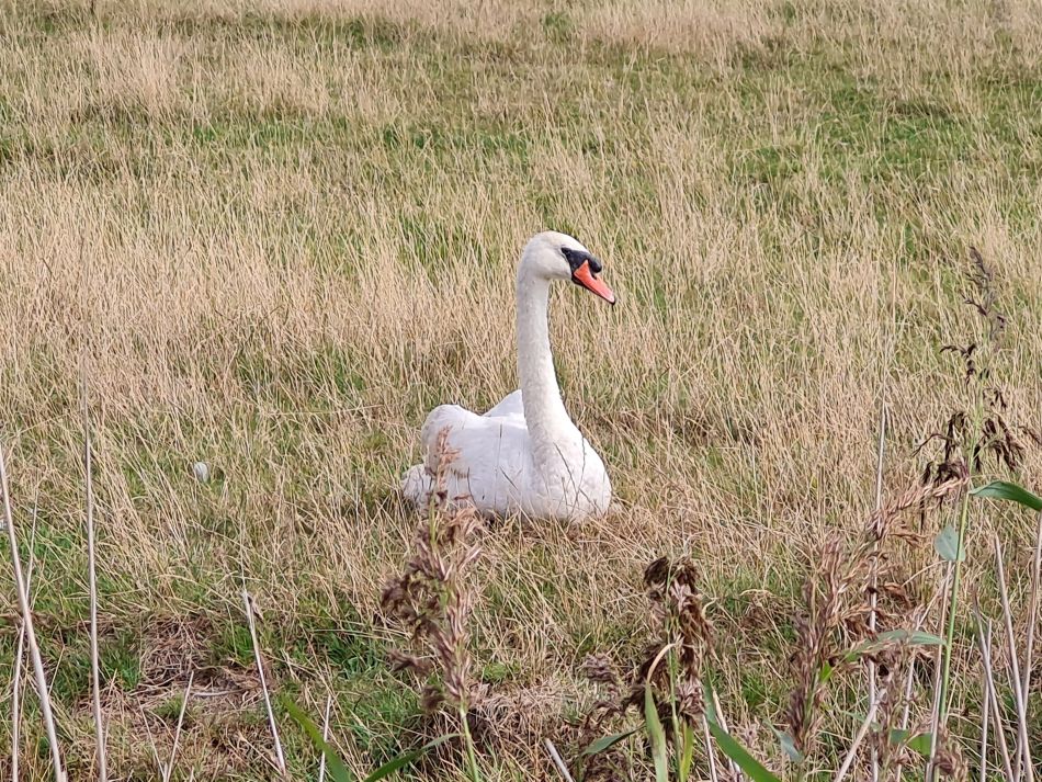 2022-09-06 10 GY at Halvergate.jpg