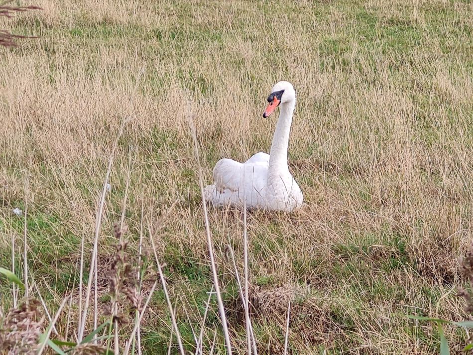 2022-09-06 11 GY at Halvergate.jpg