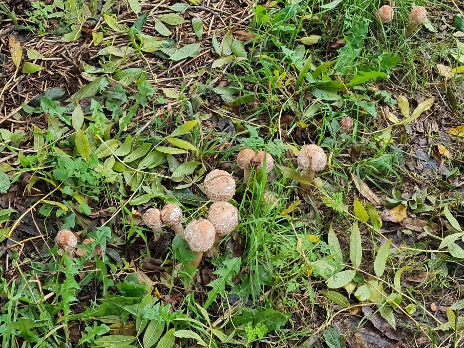 2023-11-01 10 Ringsfield Area.jpg