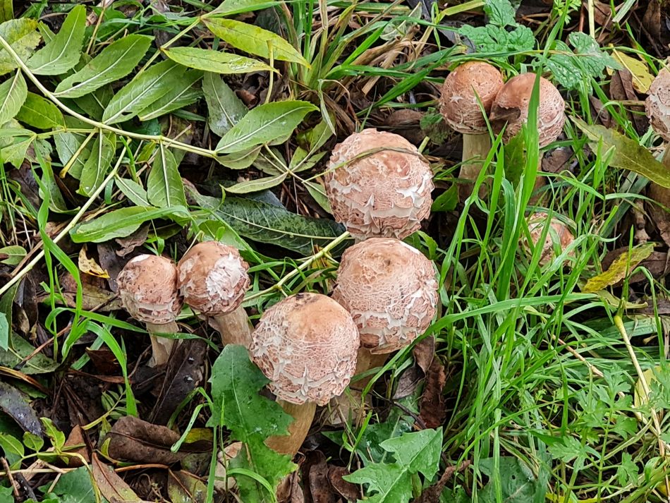 2023-11-01 11 Ringsfield Area.jpg